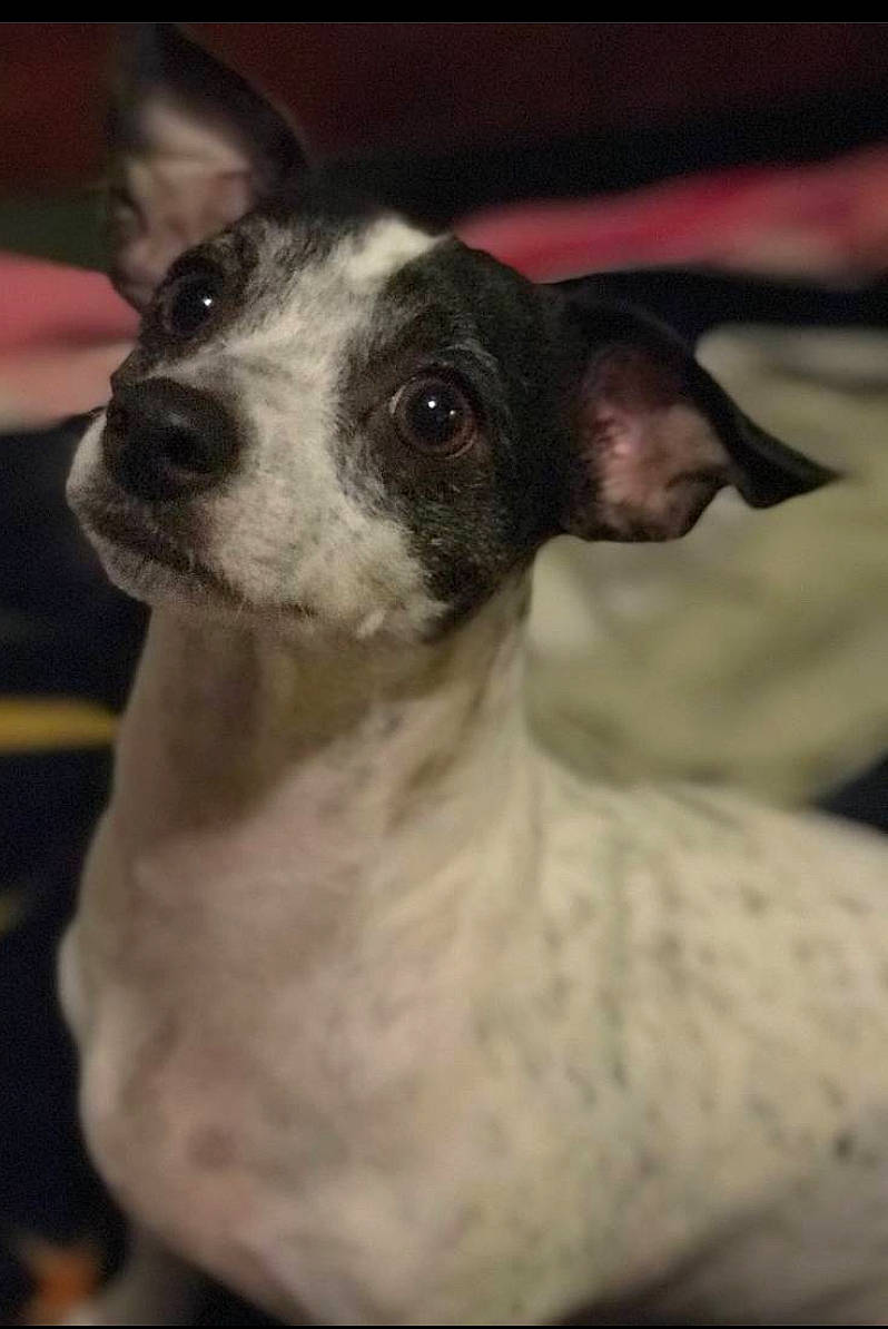 Mercy joined the competition — help win amazing prizes! canidae, carnivore, collar, companion_dog, corgi_chihuahua, dog, dog_breed, dog_collar, ear, fawn, fur, monochrome_photography, non_sporting_group, snout, sporting_group, terrestrial_animal, whiskers, working_animal