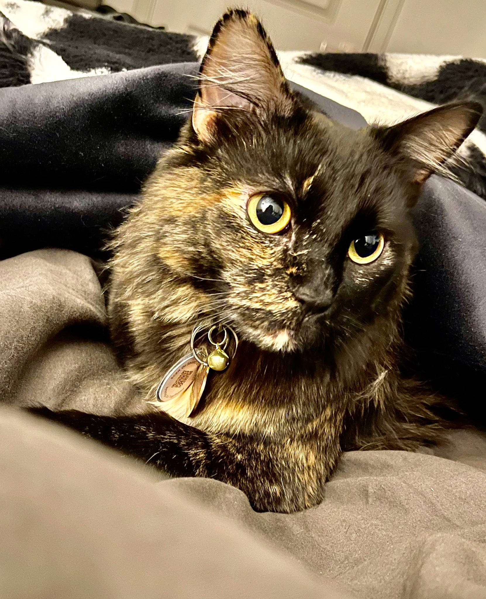 Galaxy joined the competition — help win amazing prizes! carnivore, cat, claw, comfort, domestic_short_haired_cat, ear, felidae, fur, paw, small_to_medium_sized_cats, snout, whiskers