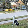 dog, grass, tree, sidewalk, street, house, autumn, leaf, harness, black_and_white, pet, outdoor, smiling, sitting, nature, suburban, daylight, canine, leash, scenic