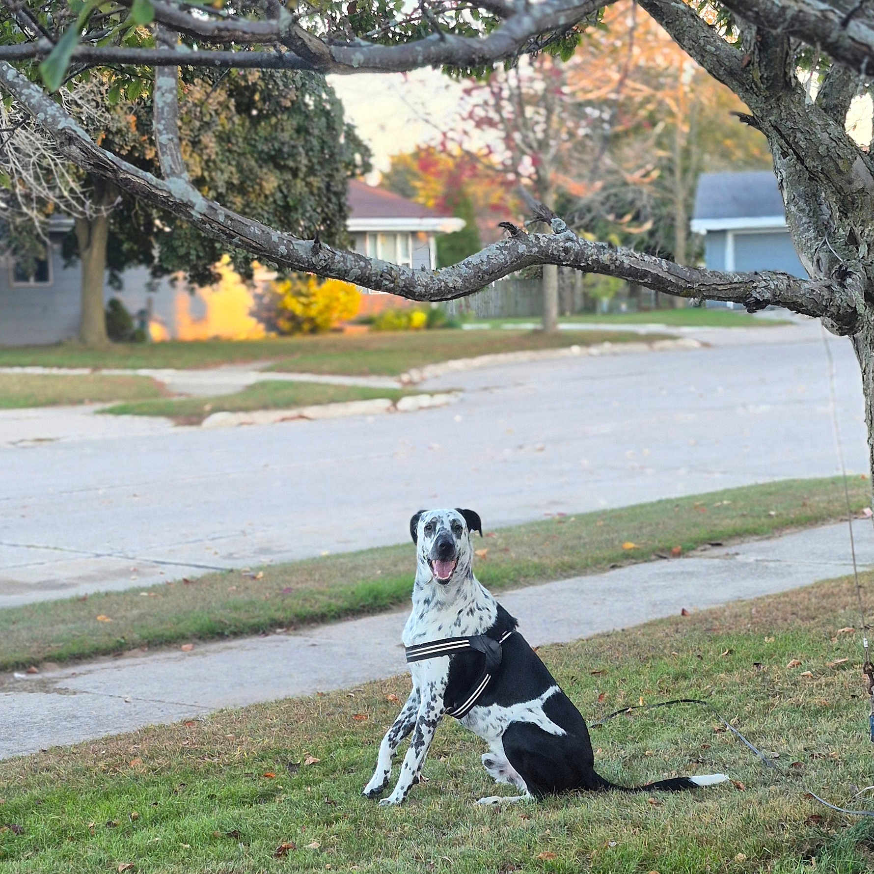 Oreo is registered to the contest to win money with this photo: autumn, black_and_white, canine, daylight, dog, grass, harness, house, leaf, leash, nature, outdoor, pet, scenic, sidewalk, sitting, smiling, street, suburban, tree