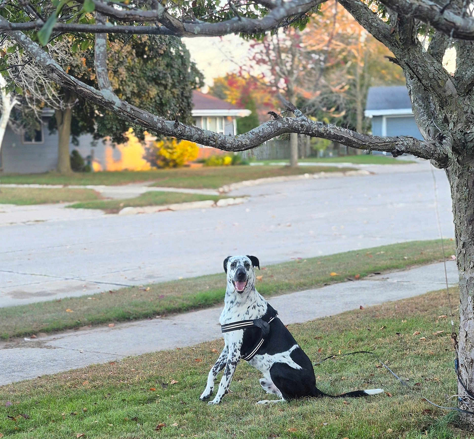 Oreo is registered to the contest to win money with this photo: dog, grass, tree, sidewalk, street, house, autumn, leaf, harness, black_and_white, pet, outdoor, smiling, sitting, nature, suburban, daylight, canine, leash, scenic