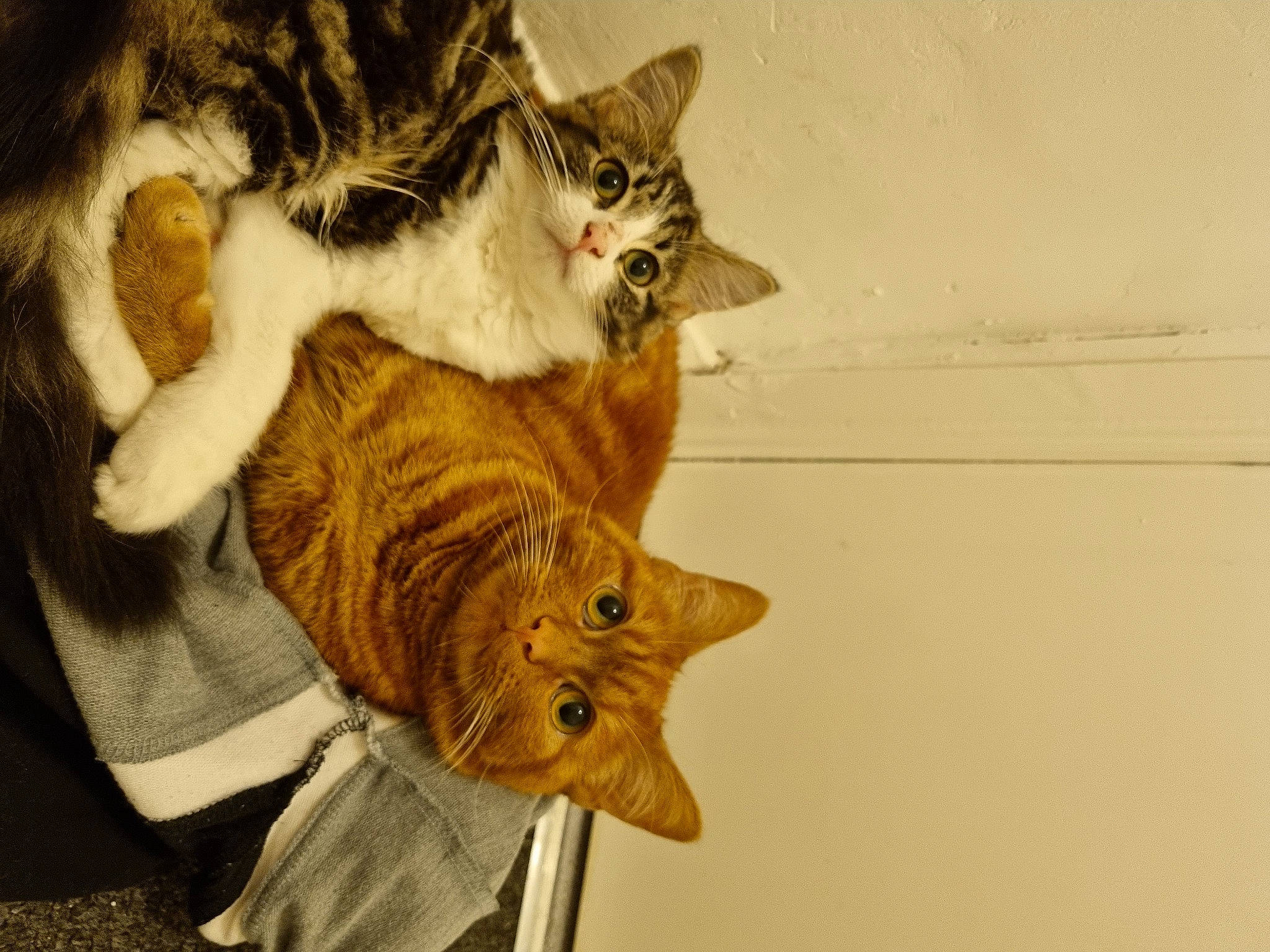 Ness joined the competition — help win amazing prizes! carnivore, cat, claw, domestic_short_haired_cat, ear, fawn, felidae, fur, gesture, paw, small_to_medium_sized_cats, snout, tail, tree, whiskers, wood