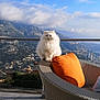 cat, fluffy_cat, white_cat, outdoor, mountains, cityscape, chair, orange_cushion, wicker_chair, balcony, railing, sky, clouds, nature, pets, sunlight, scenic_view, relaxation, animal, feline