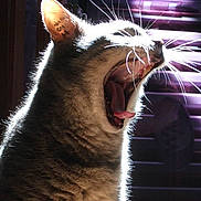 Simba a rejoint le concours — aidez-le/la à gagner de superbes lots !