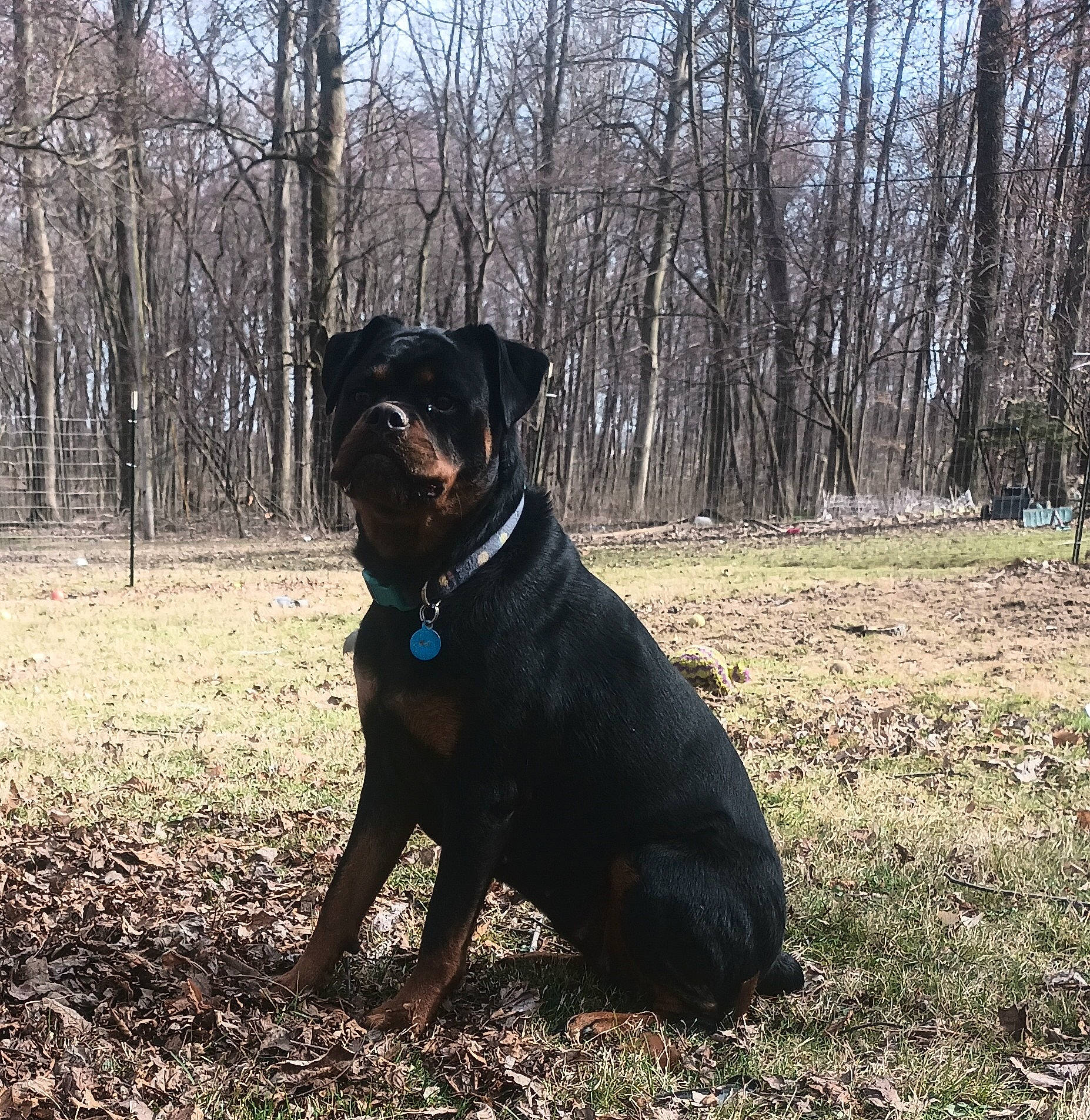 Gracie May is registered to the contest to win money with this photo: borador, canidae, canis_panther, carnivore, collar, companion_dog, dog, dog_breed, dog_collar, fawn, grass, guard_dog, molosser, plant, snout, sporting_group, tail, tree, working_animal, working_dog