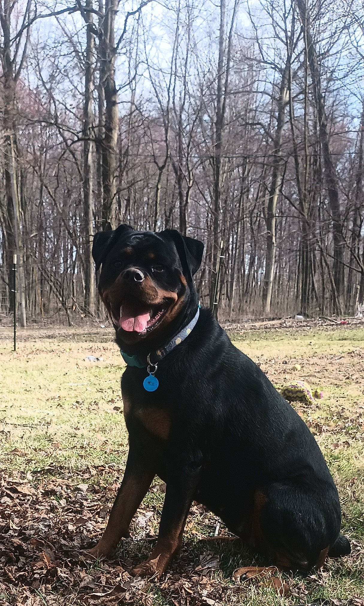 Gracie May is registered to the contest to win money with this photo: borador, canidae, carnivore, collar, companion_dog, dog, dog_breed, dog_collar, electric_blue, fawn, grass, guard_dog, gun_dog, molosser, plant, sky, snout, sporting_group, tree, working_animal