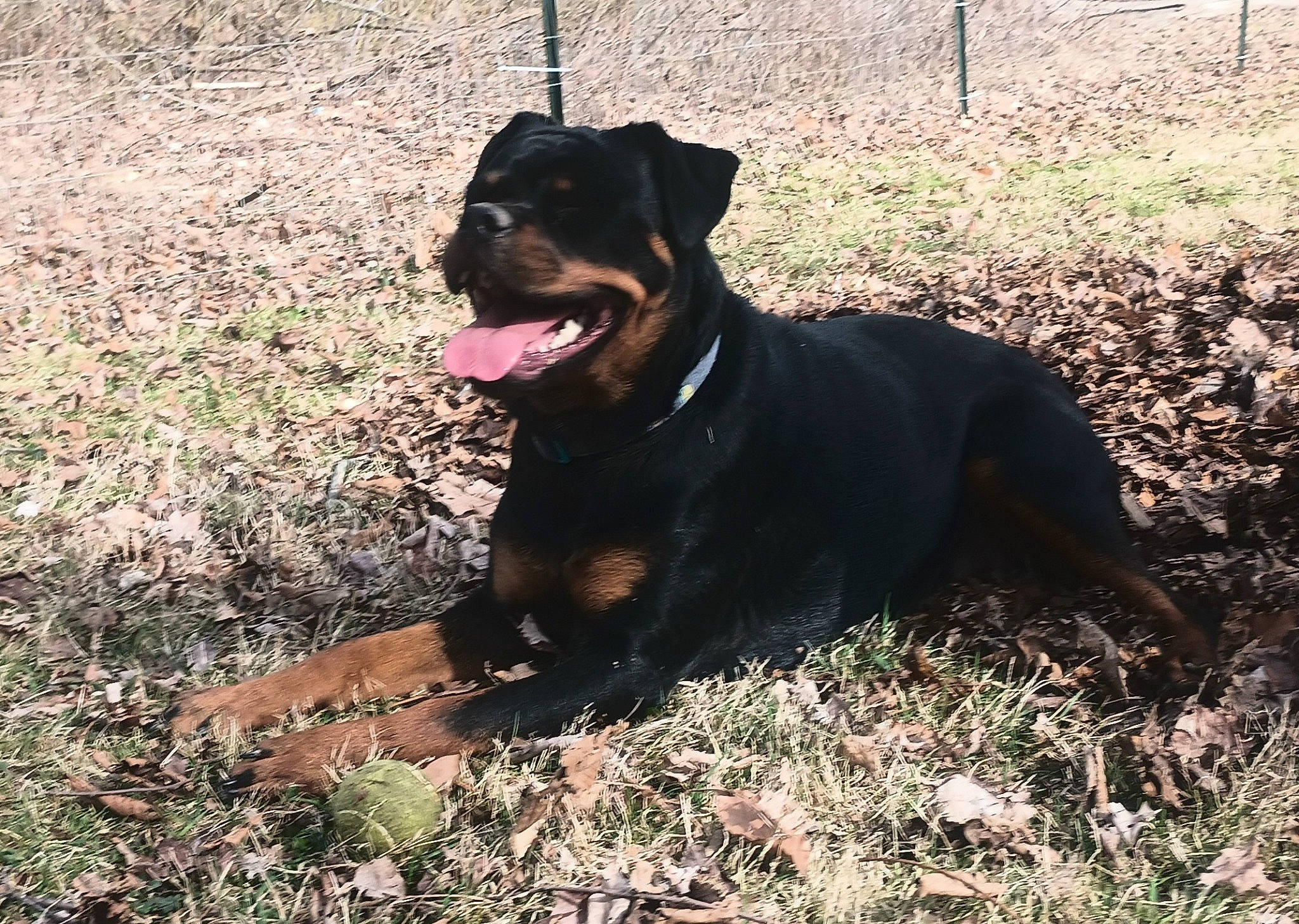 Gracie May is registered to the contest to win money with this photo: borador, carnivore, collar, companion_dog, dog, dog_breed, dog_collar, fawn, fence, grass, guard_dog, hunting_dog, liver, plant, rottweiler, sporting_group, tail, terrestrial_animal, working_animal, working_dog