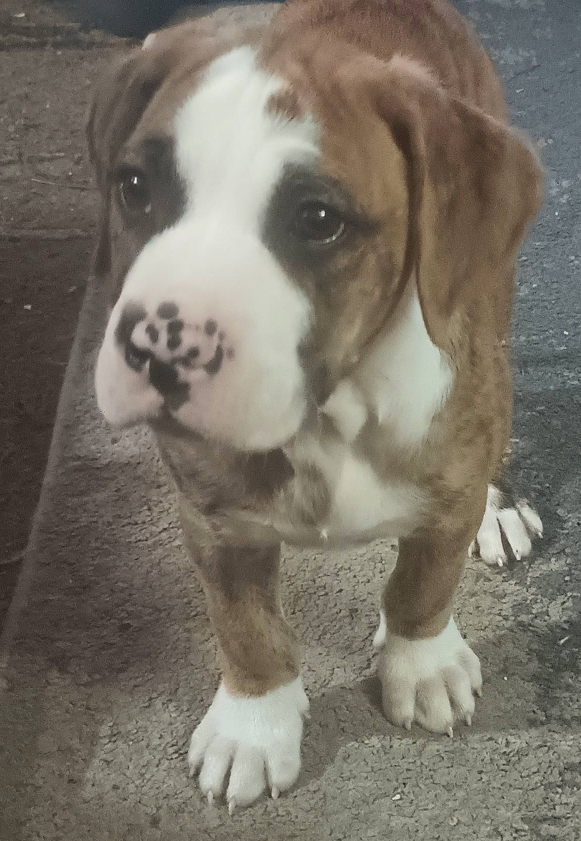 Dracarys joined the competition — help win amazing prizes! ball, beaglier, bored, canidae, carnivore, collar, companion_dog, dog, dog_breed, dog_collar, fawn, fur, puppy_love, snout, sporting_group, tail, terrestrial_animal, whiskers, working_animal, working_dog