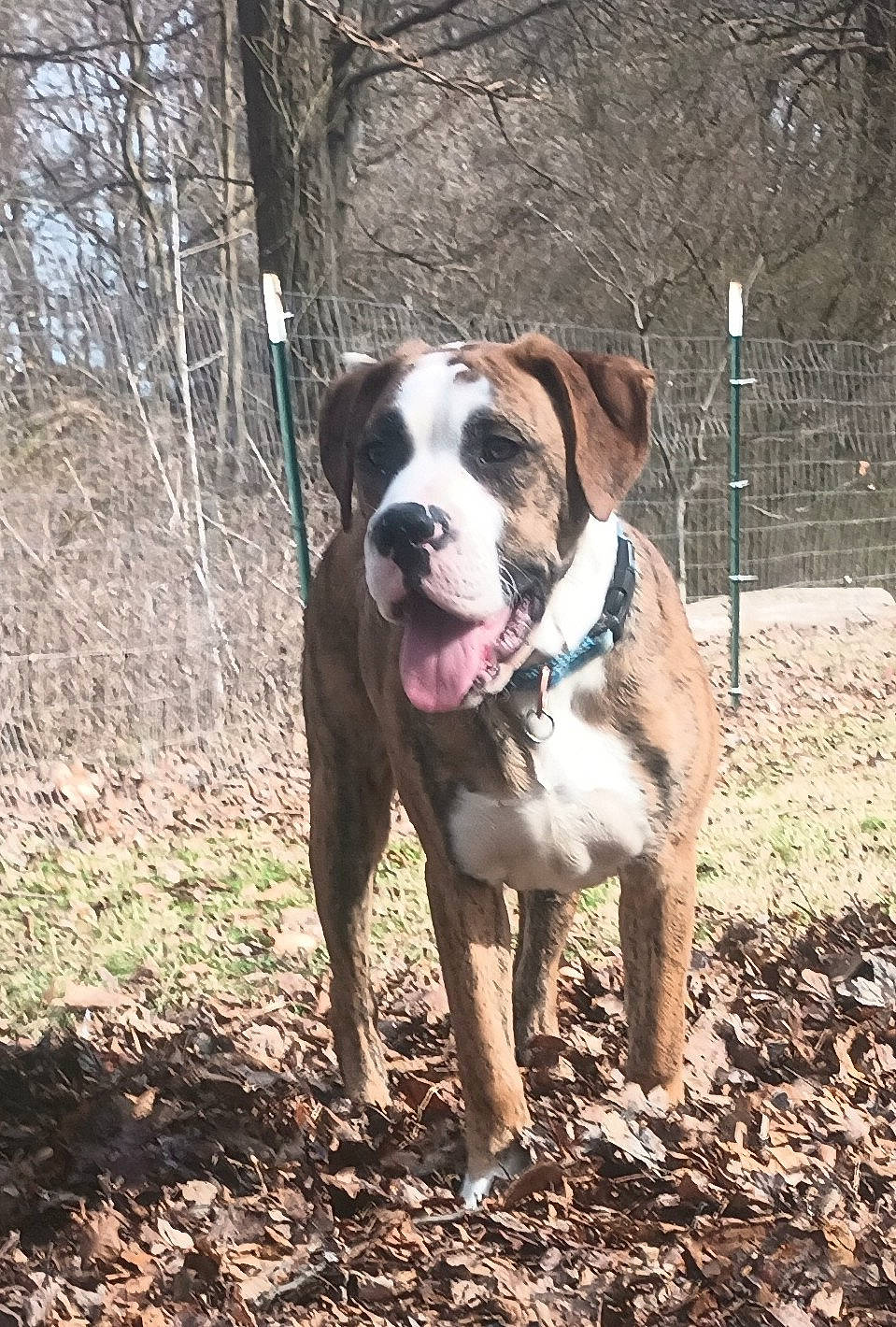 Dracarys joined the competition — help win amazing prizes! adventure, bulldog, canidae, carnivore, companion_dog, dog, dog_breed, dog_collar, fawn, grass, molosser, plant, snout, soil, sporting_group, tree, wood, working_animal, working_dog, wrinkle