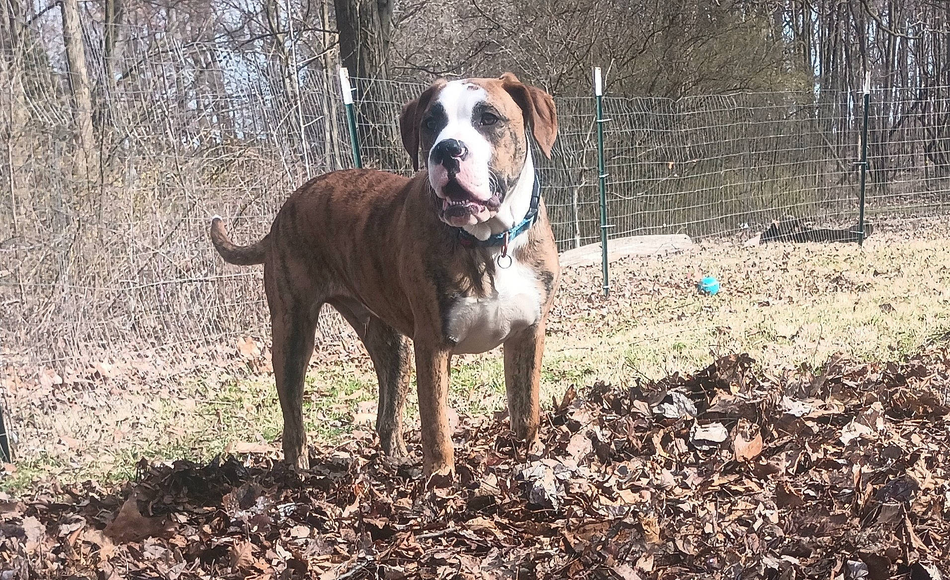 Dracarys joined the competition — help win amazing prizes! ancient_dog_breeds, canidae, carnivore, companion_dog, dog, dog_breed, dog_collar, fawn, grass, hunting_dog, molosser, non_sporting_group, plant, soil, sporting_group, tail, tree, whiskers, working_animal, working_dog