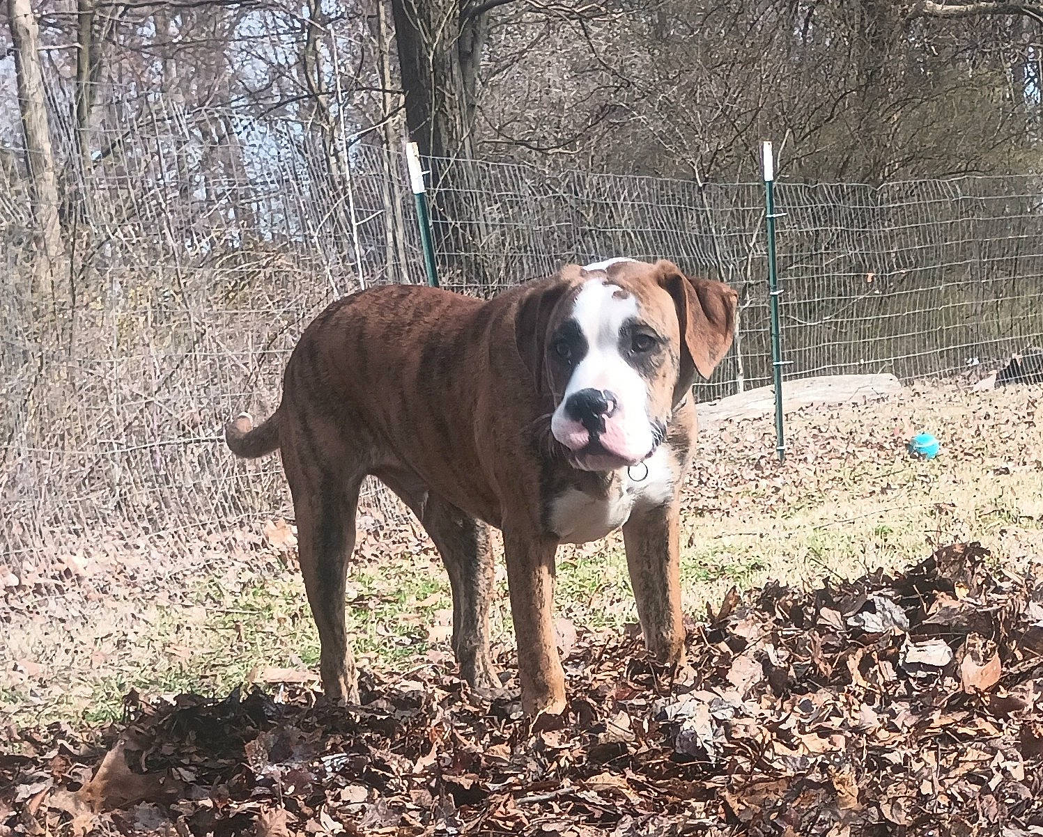 Dracarys joined the competition — help win amazing prizes! canidae, carnivore, companion_dog, dog, dog_breed, fawn, fence, grass, molosser, non_sporting_group, plant, snout, soil, sporting_group, tail, tree, whiskers, wood, working_animal, working_dog