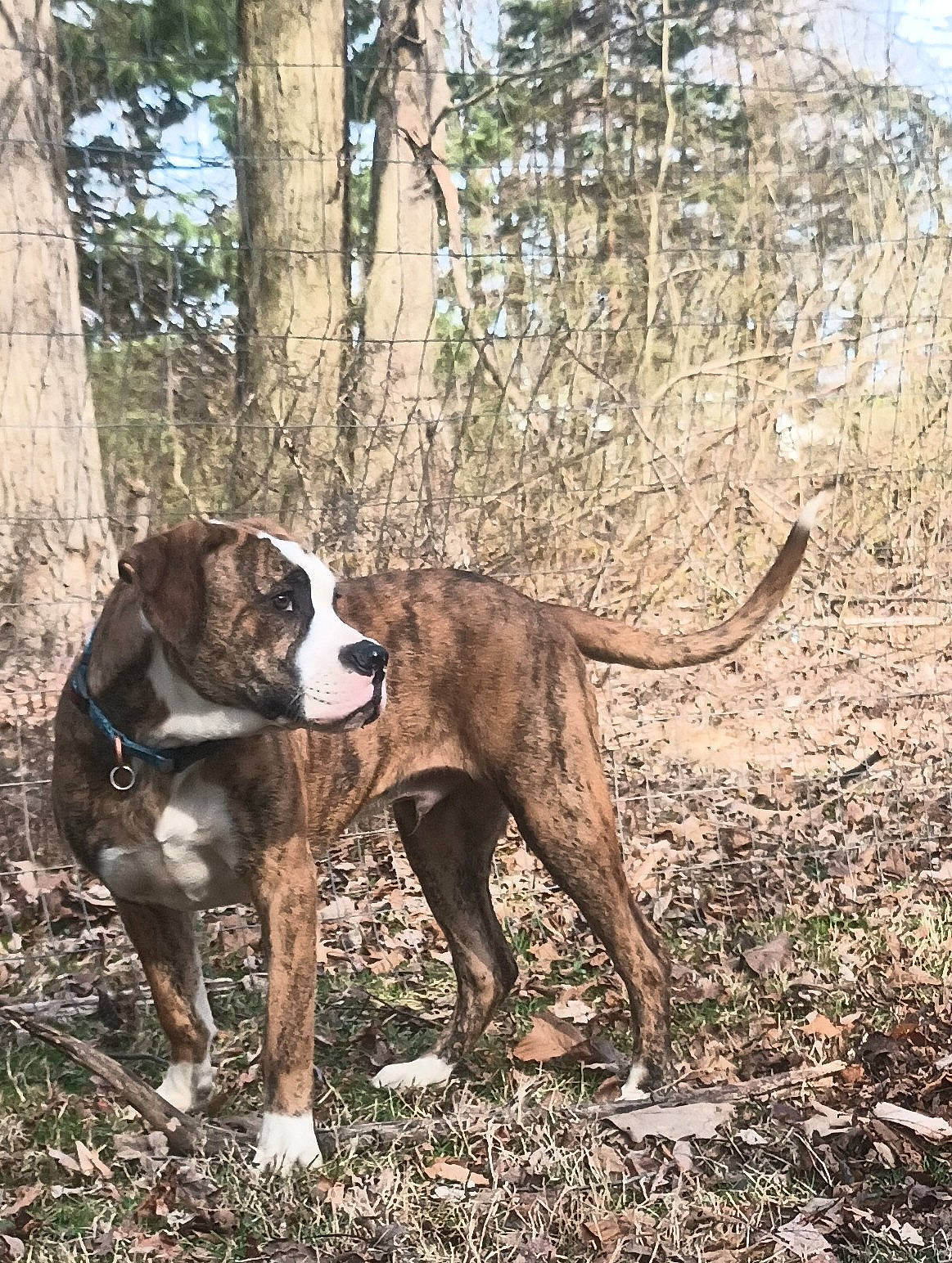 Dracarys is registered to the contest to win money with this photo: canidae, carnivore, collar, companion_dog, dog, dog_breed, dog_collar, fawn, grass, gun_dog, liver, plant, snout, soil, sporting_group, tail, terrestrial_animal, tree, wood, working_animal