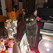 Colt participe au concours pour gagner de l'argent avec cette photo : black_cat, cat, yellow_eyes, indoor, red_surface, trinkets, decorations, cat_toys, figurines, glowing_orb, wooden_chair, bookshelf, room, curious, pet, feline, domestic_animal, table, closeup, bright_eyes