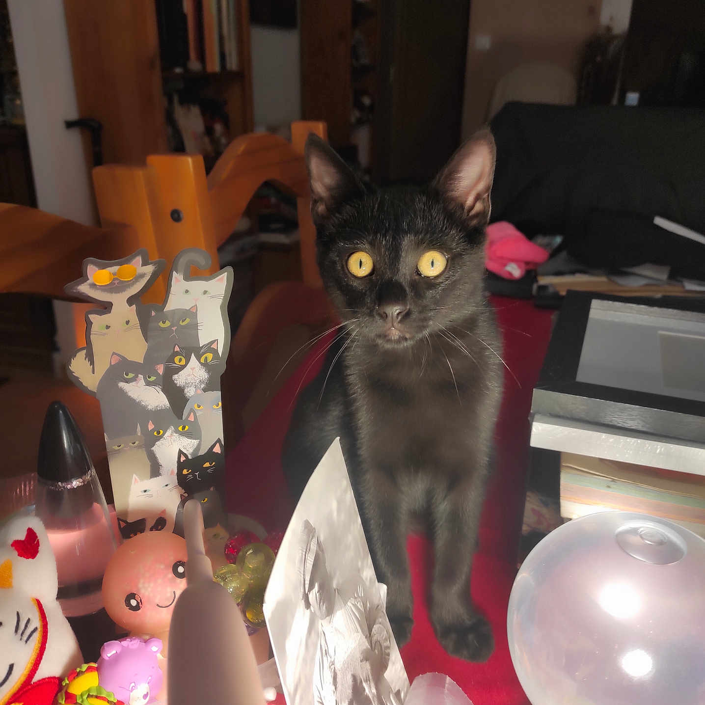 Colt participe au concours pour gagner de l'argent avec cette photo : black_cat, bookshelf, bright_eyes, cat, cat_toys, closeup, curious, decorations, domestic_animal, feline, figurines, glowing_orb, indoor, pet, red_surface, room, table, trinkets, wooden_chair, yellow_eyes