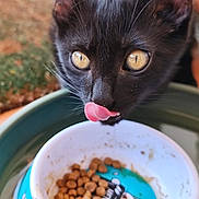 Vendetta a rejoint le concours — aidez-le/la à gagner de superbes lots ! kitten, black_cat, cat_food, close_up, tongue_out, pet, animal, cute, eyes, whiskers, bowl, indoor, feline, young_cat, curious, licking, portrait, soft_focus, domestic_cat, fur
