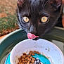 kitten, black_cat, cat_food, close_up, tongue_out, pet, animal, cute, eyes, whiskers, bowl, indoor, feline, young_cat, curious, licking, portrait, soft_focus, domestic_cat, fur