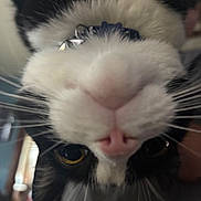 Tator is registered to the contest to win money with this photo: animal, black_and_white, cat, close_up, collar, curious_eyes, cute, domestic_cat, face, feline, fur, indoor, nose, pet, pink_nose, portrait, upside_down, whiskers, yellow_eyes