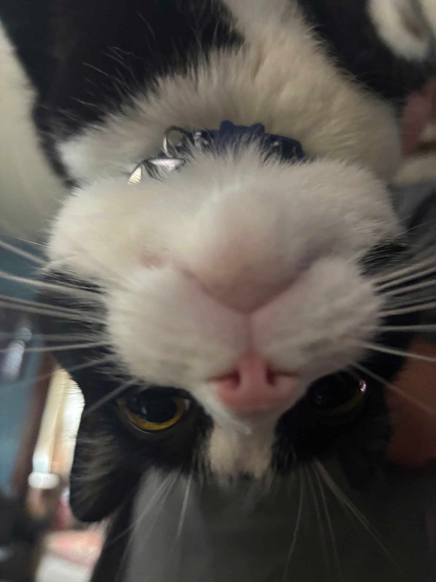 Tator is registered to the contest to win money with this photo: animal, black_and_white, cat, close_up, collar, curious_eyes, cute, domestic_cat, face, feline, fur, indoor, nose, pet, pink_nose, portrait, upside_down, whiskers, yellow_eyes