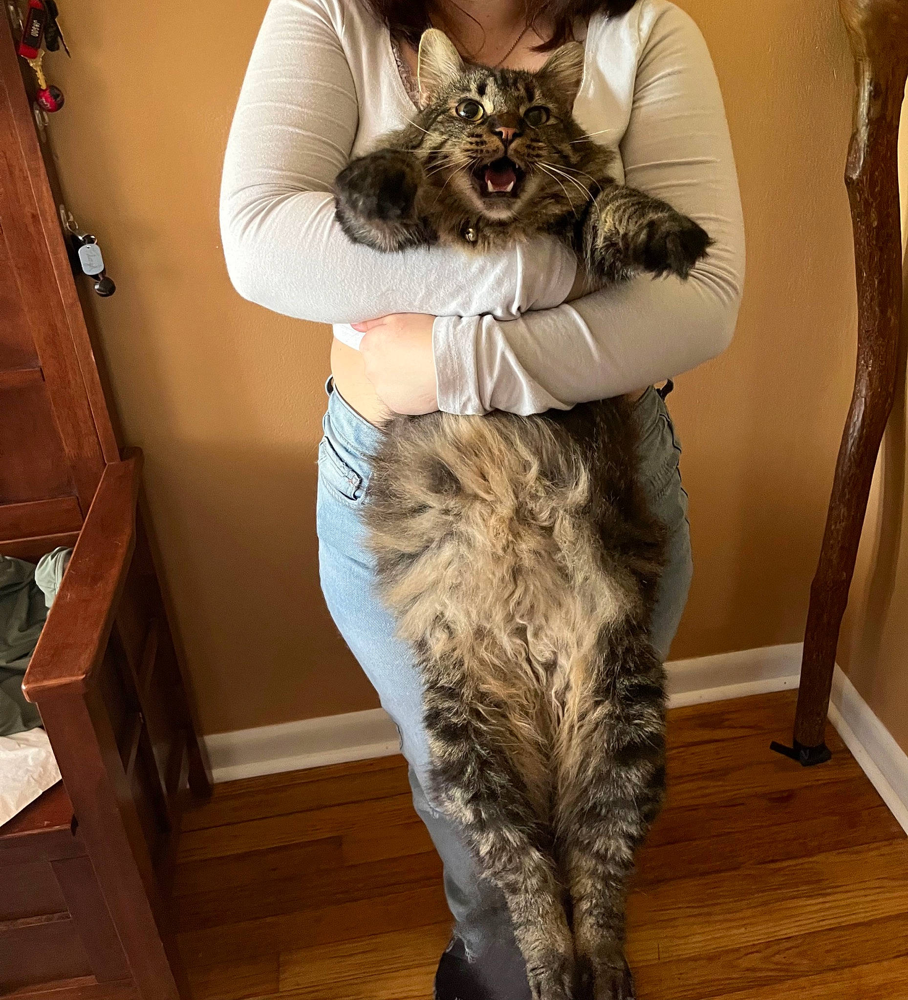 Finch is registered to the contest to win money with this photo: abdomen, carnivore, cat, comfort, domestic_short_haired_cat, fawn, felidae, flooring, fur, fur_clothing, grey, hardwood, human_leg, knee, small_to_medium_sized_cats, tail, thigh, waist, whiskers, wood