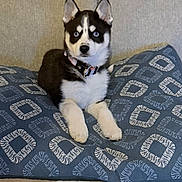 Arizona a rejoint le concours — aidez-le/la à gagner de superbes lots ! puppy, dog, husky, blue_eyes, cushion, sofa, indoor, pet, young_dog, fur, ears, collar, black_and_white, cute, animal, resting, looking, alert, home, companion
