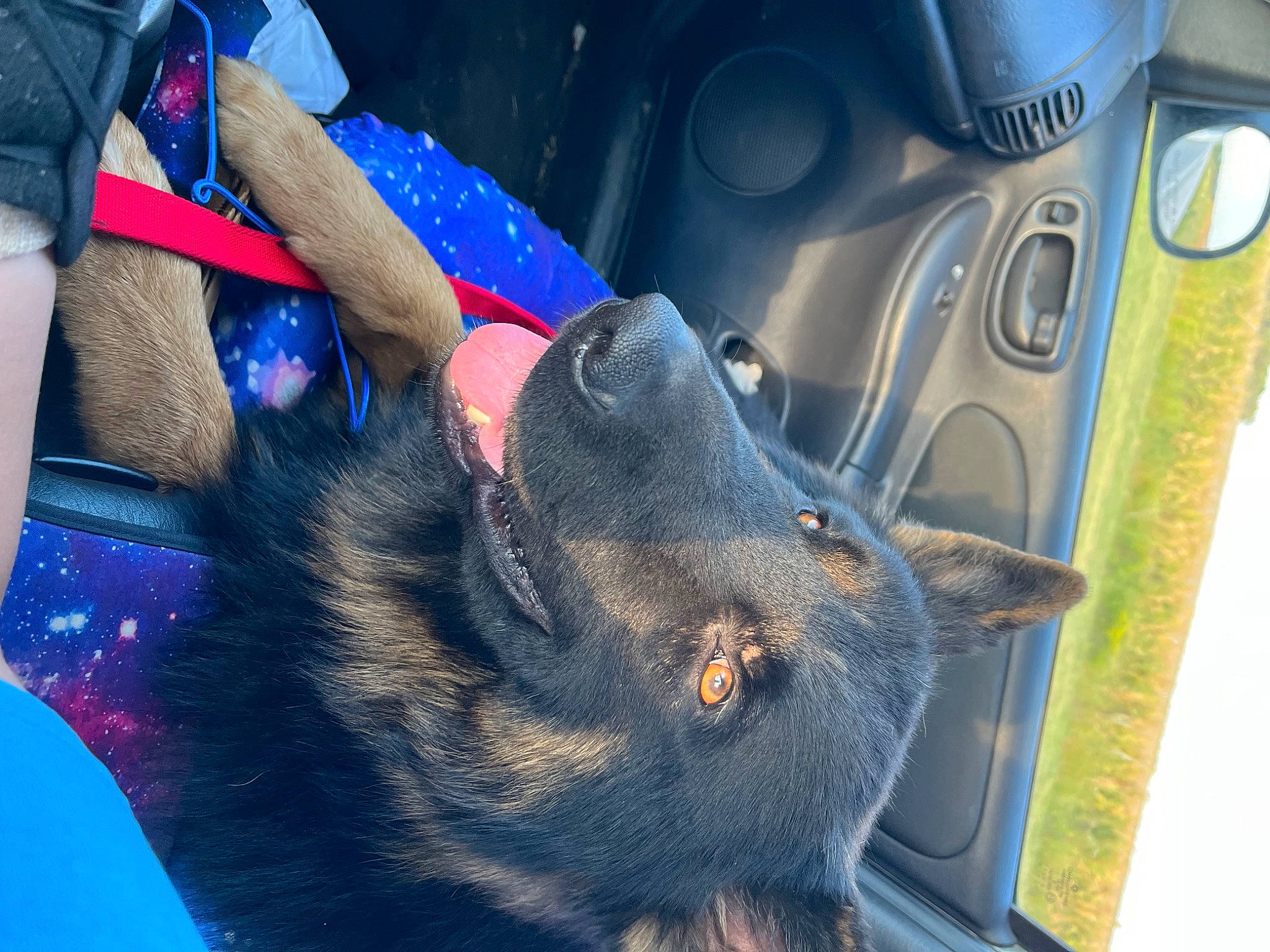 Lucifer joined the competition — help win amazing prizes! auto_part, automotive_tire, car, carnivore, denim, dog, dog_breed, electric_blue, family_car, felidae, fur, gesture, human_leg, luxury_vehicle, small_to_medium_sized_cats, snout, steering_wheel, thigh, vehicle_door, whiskers