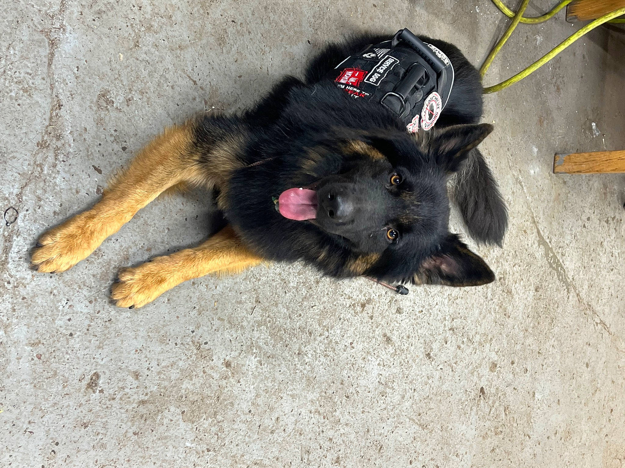 Lucifer is registered to the contest to win money with this photo: asphalt, canidae, carnivore, companion_dog, dog, dog_breed, fashion_accessory, foot, fur, paw, snout, sporting_group, tail, terrestrial_animal, working_dog