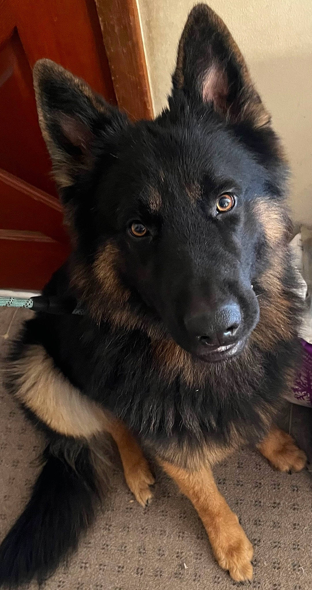 Lucifer joined the competition — help win amazing prizes! ancient_dog_breeds, canidae, carnivore, companion_dog, dog, dog_breed, fur, herding_dog, mudi, snout, sporting_group, whiskers, working_animal, working_dog