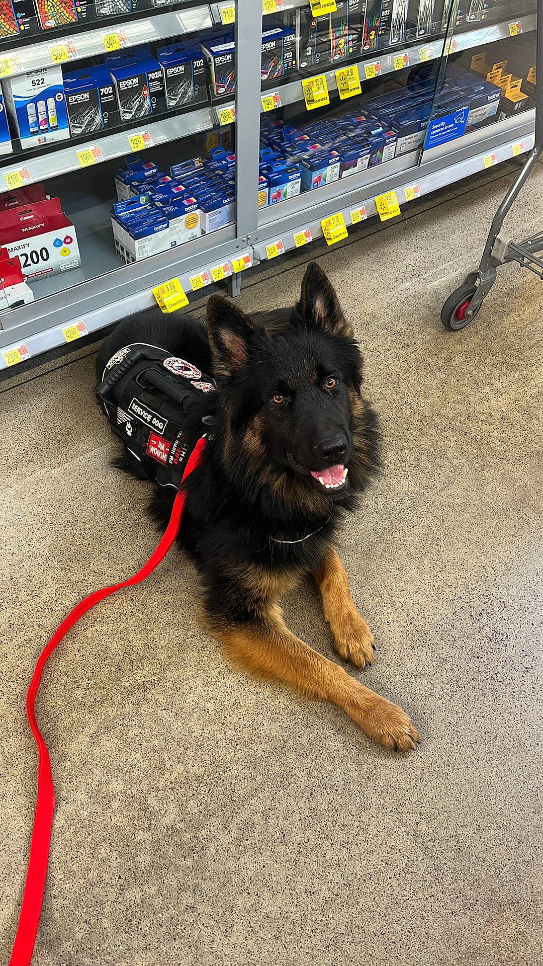 Lucifer is registered to the contest to win money with this photo: asphalt, automotive_tire, automotive_wheel_system, canidae, carnivore, collar, companion_dog, dog, dog_breed, herding_dog, king_shepherd, leash, old_german_shepherd_dog, road_surface, snout, sporting_group, sports, tire, working_animal, working_dog