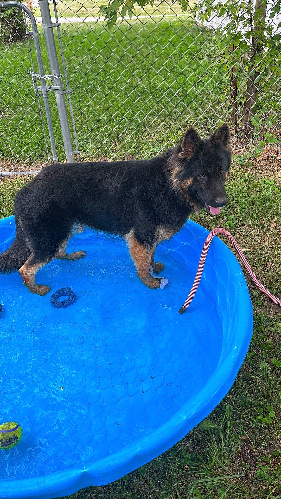 Lucifer is registered to the contest to win money with this photo: canidae, carnivore, companion_dog, dog, dog_breed, dog_sports, dog_supply, electric_blue, fence, grass, herding_dog, leisure, pet_supply, sporting_group, tail, water, working_animal, working_dog