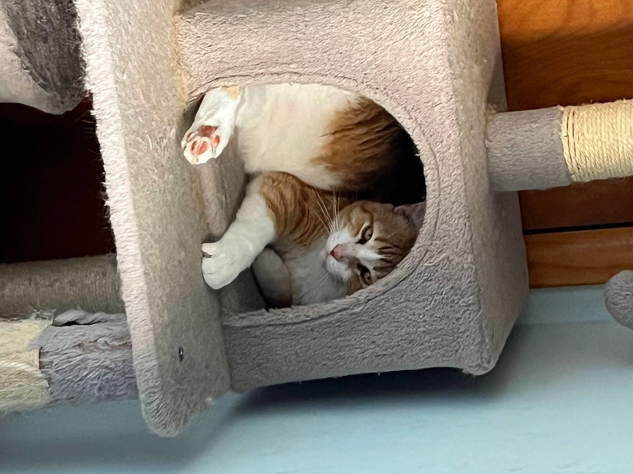 Biscuit joined the competition — help win amazing prizes! carnivore, cat, cat_bed, cat_supply, comfort, domestic_short_haired_cat, fawn, felidae, fur, grey, hardwood, leg, paw, pet_supply, room, small_to_medium_sized_cats, tail, textile, whiskers, wood