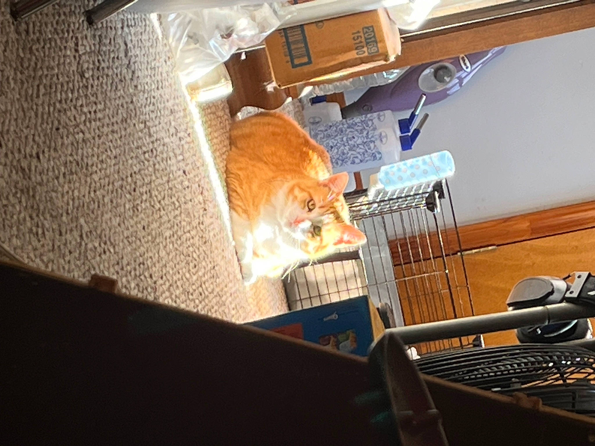 Biscuit joined the competition — help win amazing prizes! animal_shelter, cage, carnivore, cat, comfort, domestic_short_haired_cat, felidae, flooring, fur, hardwood, machine, office_equipment, pet_supply, room, small_to_medium_sized_cats, tail, whiskers, wire, wood