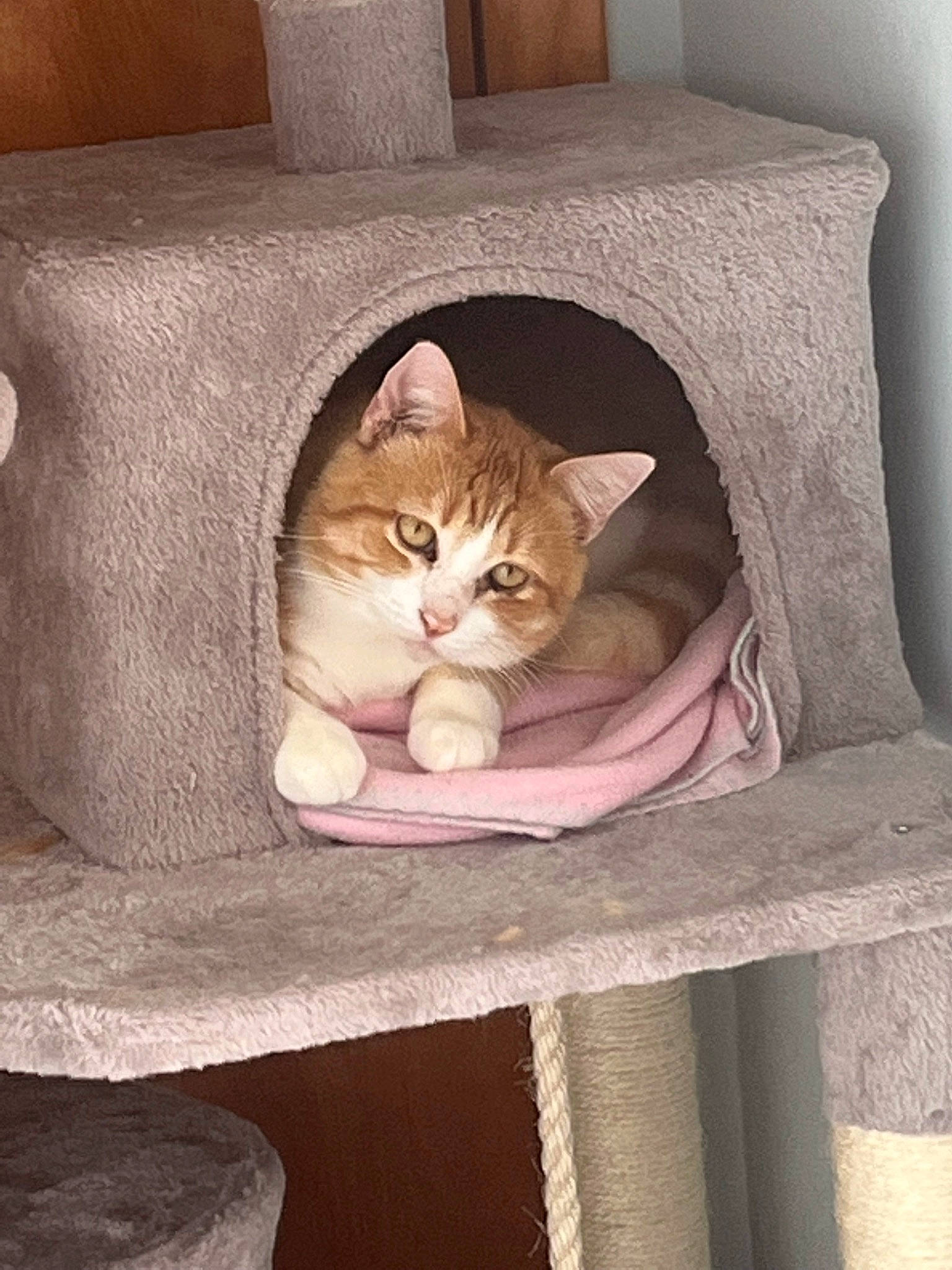 Biscuit joined the competition — help win amazing prizes! basket, carnivore, cat, cat_supply, comfort, couch, domestic_short_haired_cat, fawn, felidae, fur, grey, hardwood, linens, pet_supply, sitting, small_to_medium_sized_cats, tail, whiskers, window, wood