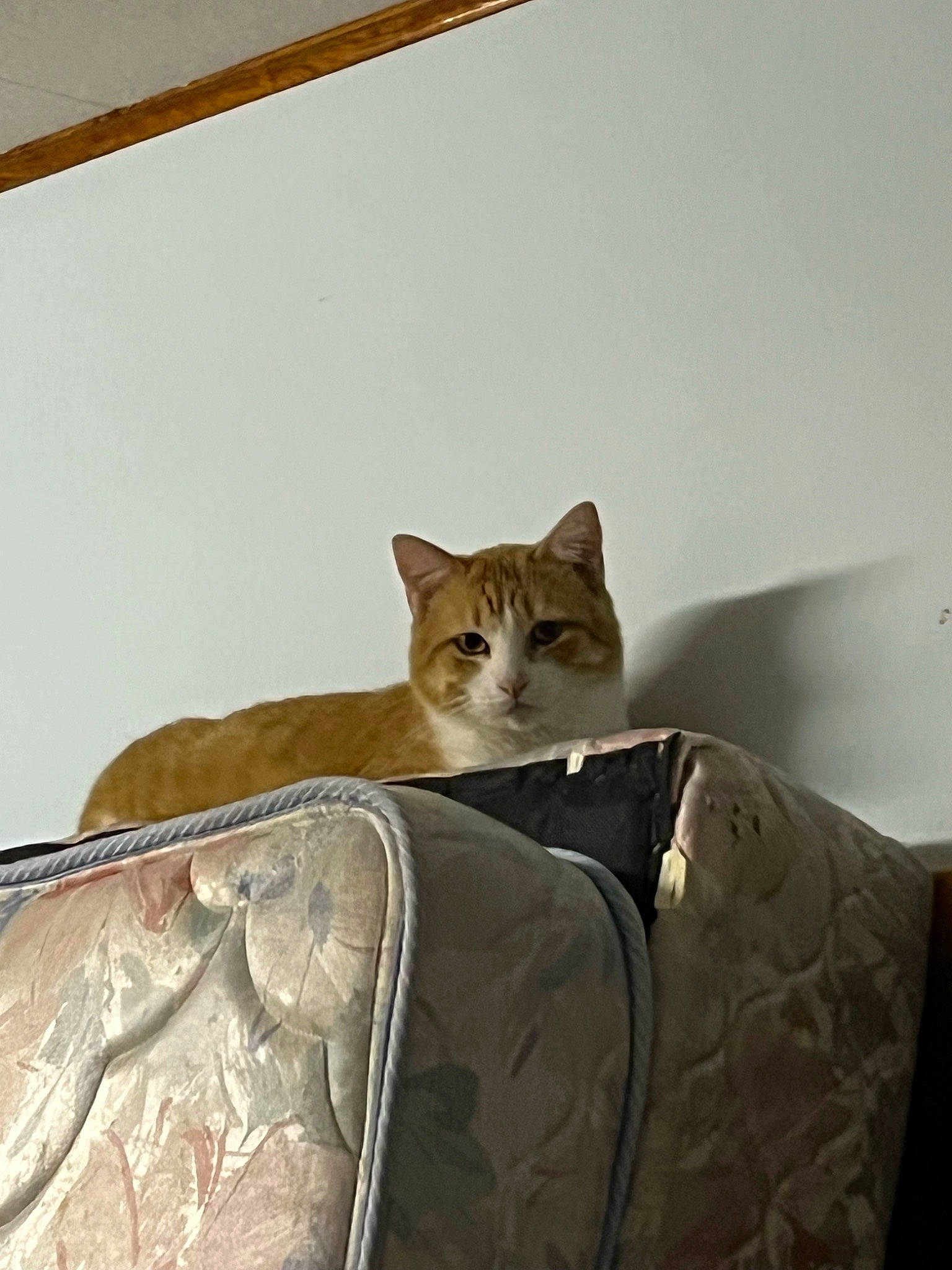 Biscuit is registered to the contest to win money with this photo: brown, carnivore, cat, cat_supply, comfort, couch, domestic_short_haired_cat, fawn, felidae, flooring, fur, hardwood, linens, room, small_to_medium_sized_cats, tail, terrestrial_animal, whiskers, window, wood