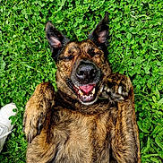 Xéna a rejoint le concours — aidez-le/la à gagner de superbes lots ! dog, brindle, grass, outdoor, happy, smiling, lying_down, pet, canine, paw, human_hand, shoe, nature, playful, tongue, ears, close_up, summer, relaxed, greenery