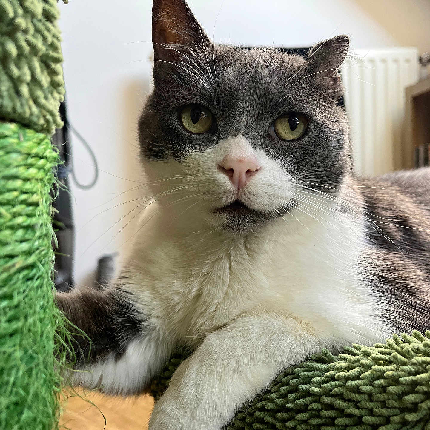 Cirrius a rejoint le concours — aidez-le/la à gagner de superbes lots ! abyssinian, animal, architecture, armchair, blanket, bookcase, building, cat, chair, couch, furniture, indoors, kitten, livingroom, manx, pet, room, shelf, siamese, towel