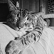 Oups participe au concours pour gagner de l'argent avec cette photo : cat, tabby_cat, sleeping, paw, close_up, feline, striped_fur, resting, indoor, texture, fabric, black_and_white, cozy, relaxed, whiskers, pet, animal, cute, soft_light, portrait