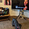 Shahaad joined the competition — help win amazing prizes! baby, car_seat, dog, television, portrait, living_room, table, carpet, person, skeleton_decoration, bottle, plastic_bag, furniture, floor, screen_text, woman, smiling, sleeping, indoor, stretching