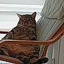 Minouche a rejoint le concours — aidez-le/la à gagner de superbes lots ! cat, chair, close_eyes, comfortable, cozy, cushion, domestic_animal, feline, home, indoor, lounging, paw, pet, plush, relaxed, resting, sleeping, striped, tabby, wooden_furniture
