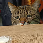 Minouche a rejoint le concours — aidez-le/la à gagner de superbes lots ! animal, background, cat, closeup, container, curious, eyes, feline, focus, food, indoor, mouth, nose, peeking, pet, sauce, tabby, table, whiskers, wood