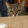 animal, background, cat, closeup, container, curious, eyes, feline, focus, food, indoor, mouth, nose, peeking, pet, sauce, tabby, table, whiskers, wood
