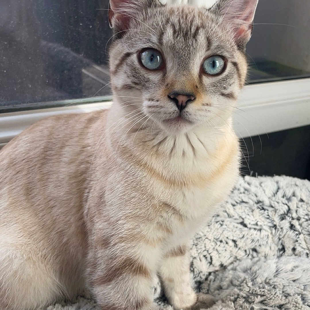 Arès participe au concours pour gagner de l'argent avec cette photo : animal, blue_eyes, cat, close_up, cozy, curious, domestic_cat, ears, face, feline, fluffy_blanket, indoor, natural_light, pet, portrait, sitting, soft_fur, striped, whiskers, window