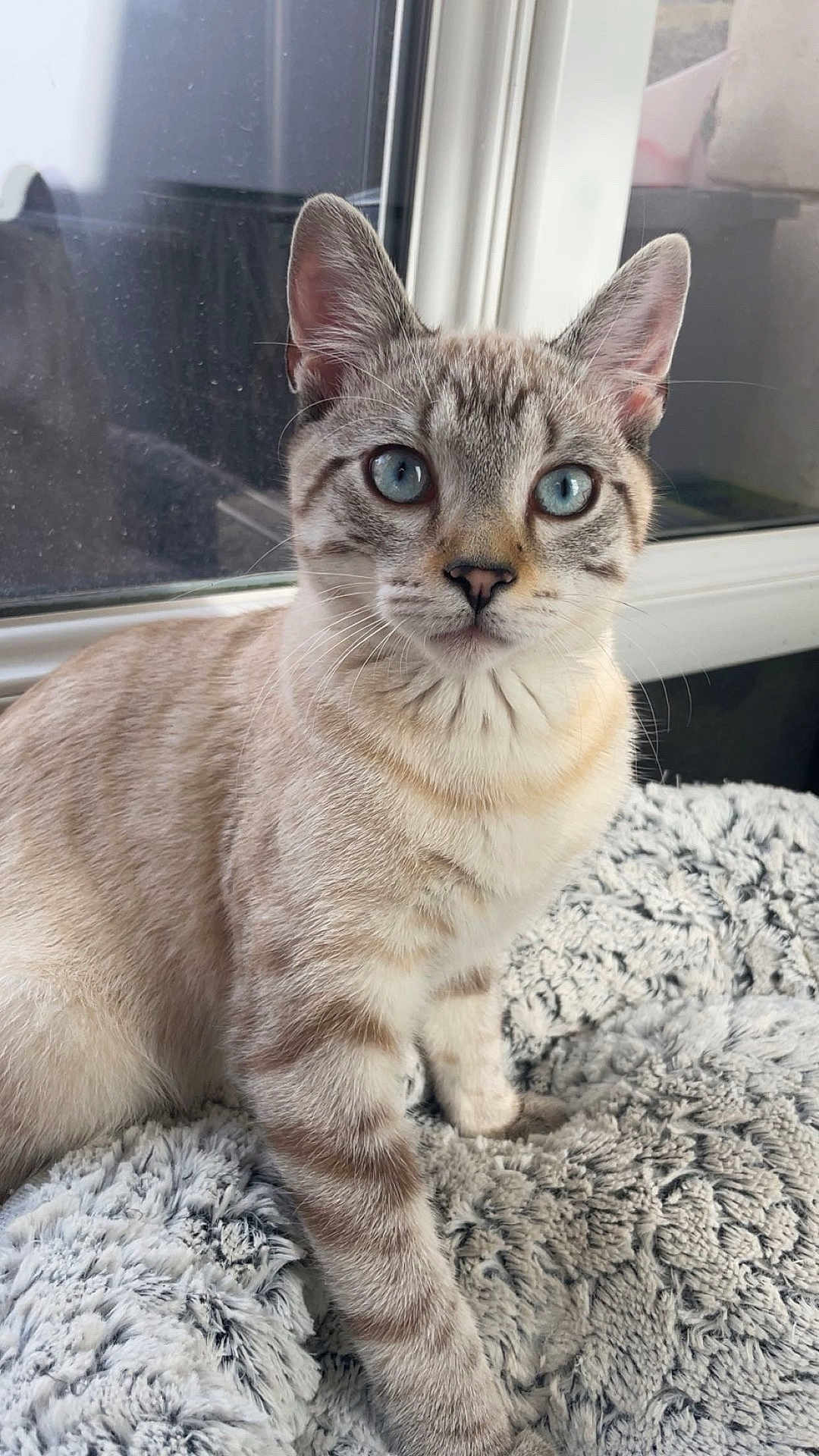 Arès participe au concours pour gagner de l'argent avec cette photo : cat, blue_eyes, fluffy_blanket, window, indoor, curious, feline, soft_fur, striped, pet, animal, close_up, portrait, sitting, cozy, natural_light, whiskers, ears, face, domestic_cat