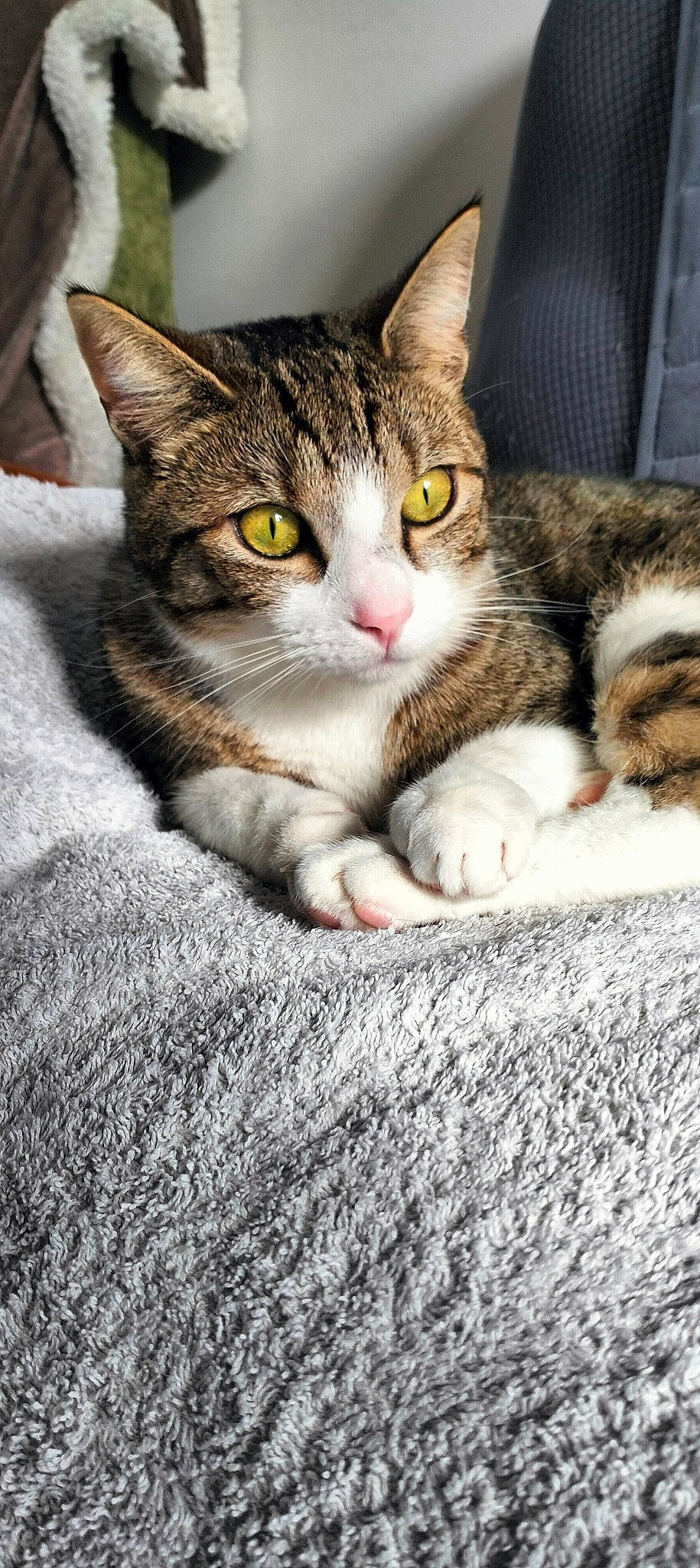 Prince a rejoint le concours — aidez-le/la à gagner de superbes lots ! carnivore, cat, claw, comfort, domestic_short_haired_cat, eye, felidae, fur, paw, sitting, small_to_medium_sized_cats, snout, whiskers, wildlife