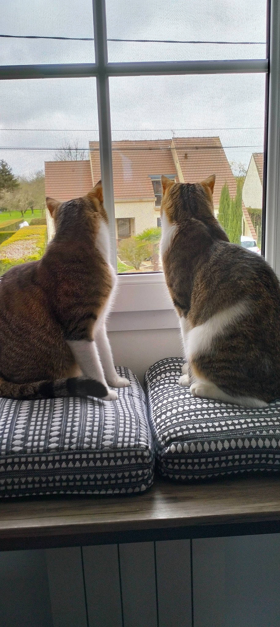 Prince Et Pinceau participe au concours pour gagner de l'argent avec cette photo : carnivore, cat, comfort, domestic_short_haired_cat, fawn, felidae, fur, grass, house, mammal, plant, sky, small_to_medium_sized_cats, tail, tints_and_shades, tree, vertebrate, whiskers, window, wood