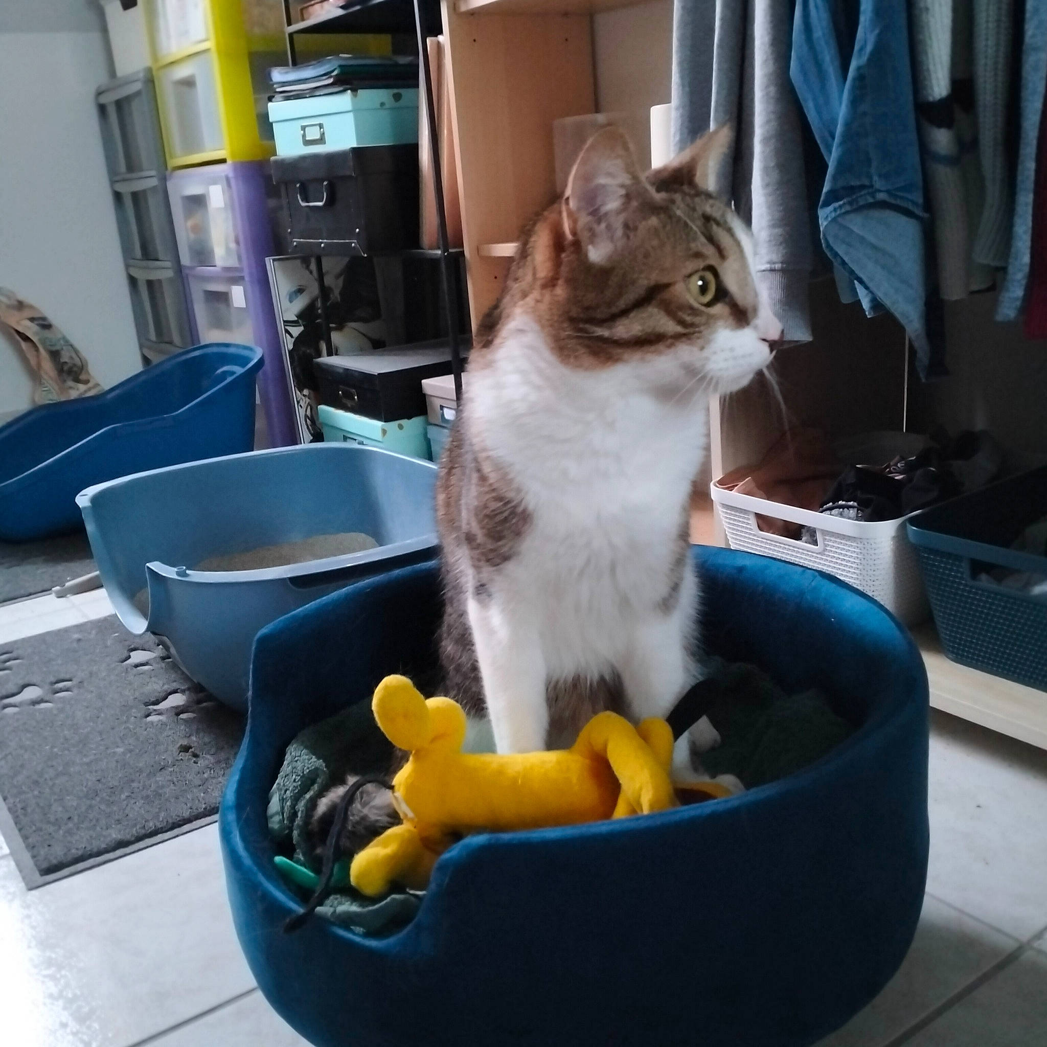 Prince Et Pinceau participe au concours pour gagner de l'argent avec cette photo : box, canidae, carnivore, cat, cat_supply, comfort_food, companion_dog, cooking, cookware_and_bakeware, dish, domestic_short_haired_cat, drinking, felidae, fur, pet_supply, sitting, small_to_medium_sized_cats, tail, whiskers