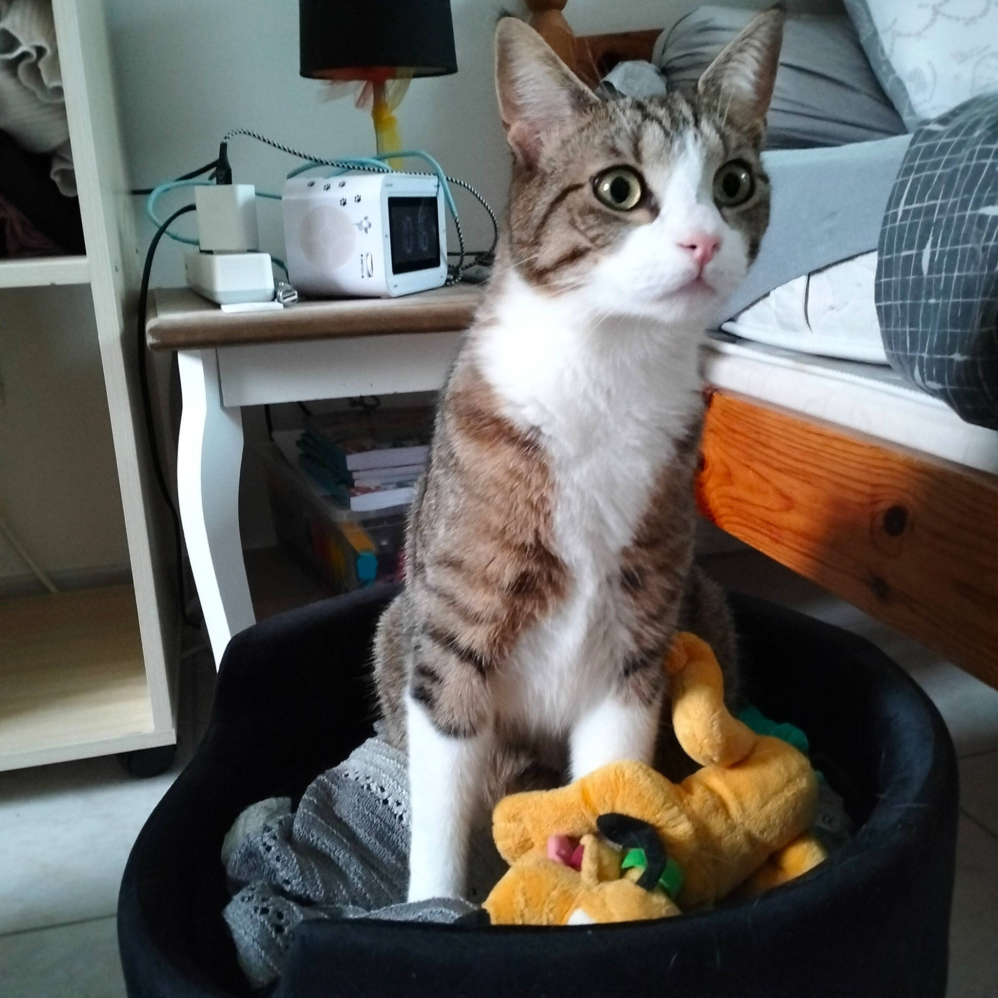Prince Et Pinceau participe au concours pour gagner de l'argent avec cette photo : box, carnivore, cat, cat_supply, comfort, domestic_short_haired_cat, drawer, felidae, fur, lap, paw, sitting, small_to_medium_sized_cats, tail, whiskers