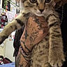 Nova joined the competition — help win amazing prizes! kitten, cat, tabby, tattoo, tattooed_arm, hand, indoor, bed, blanket, wall, poster, decoration, feline, pet, young_cat, curious, closeup, person, holding, animal