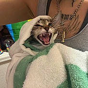 Nova joined the competition — help win amazing prizes! cat, towel, person, tattoo, necklaces, teeth, mouth_open, fierce, indoor, arm, striped_cat, white_towel, green_towel, holding, close_up, fur, pet, cute, animal, expression