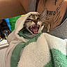 cat, towel, person, tattoo, necklaces, teeth, mouth_open, fierce, indoor, arm, striped_cat, white_towel, green_towel, holding, close_up, fur, pet, cute, animal, expression