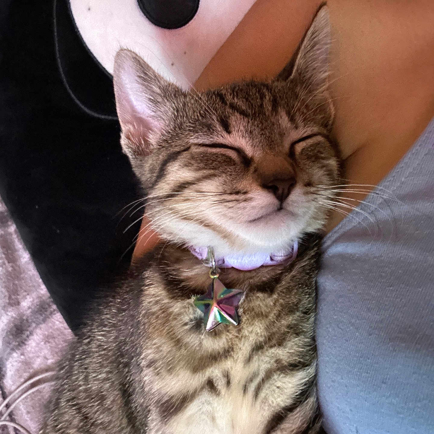 Nova